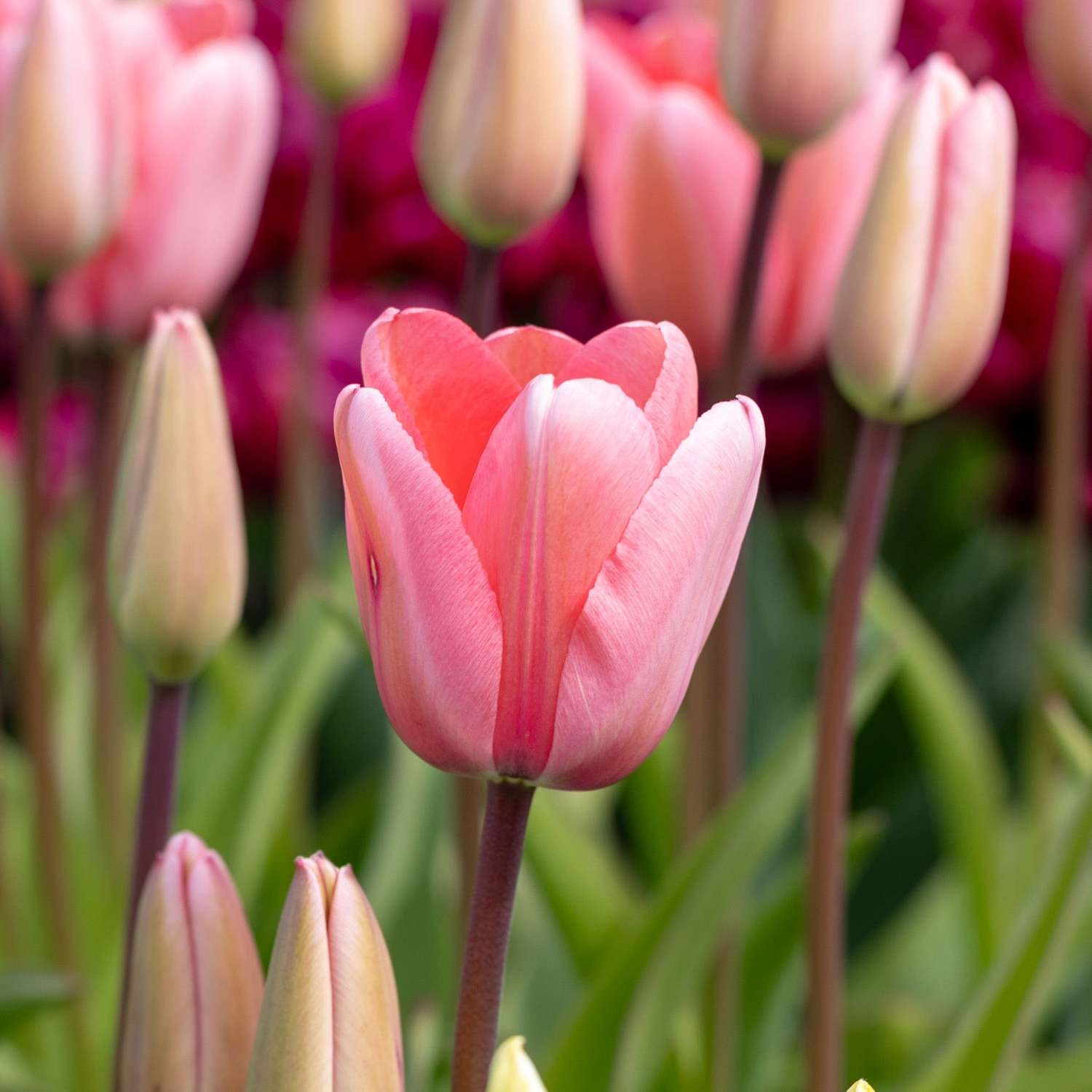 Tulppaani 'Pink Impression'